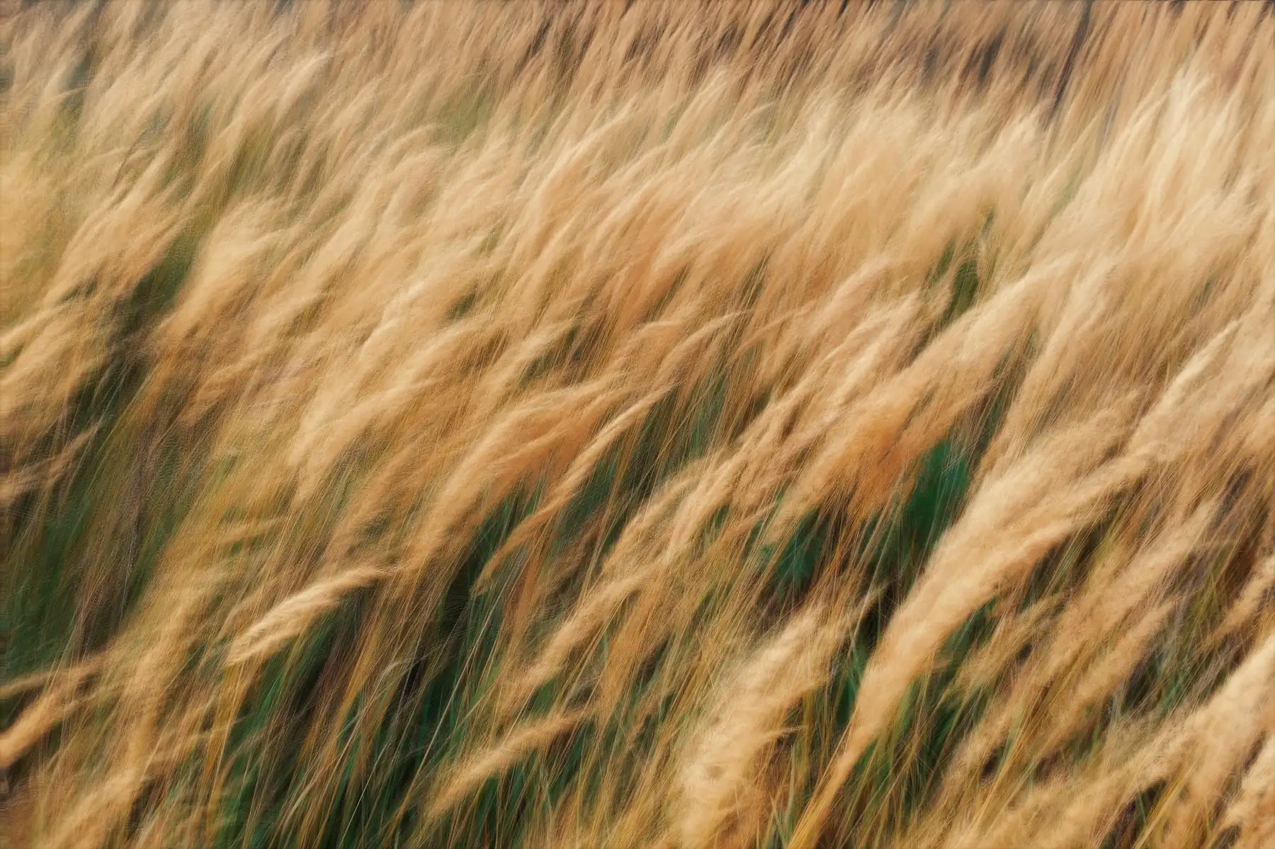 Un campo de espigas doradas movido por el viento